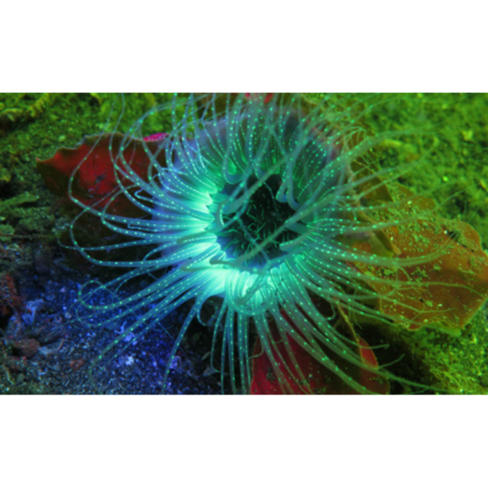 Zestaw SeaLife Sea Dragon Fluorid Dual Beam (3) Zestaw SeaLife Sea Dragon Fluorid Dual Beam (3)