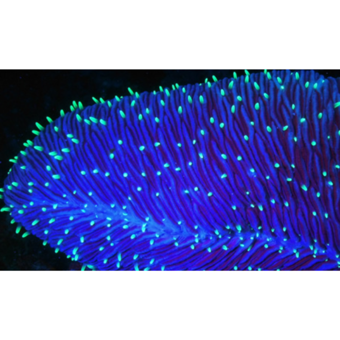 Zestaw SeaLife Sea Dragon Fluorid Dual Beam (4) Zestaw SeaLife Sea Dragon Fluorid Dual Beam (4)